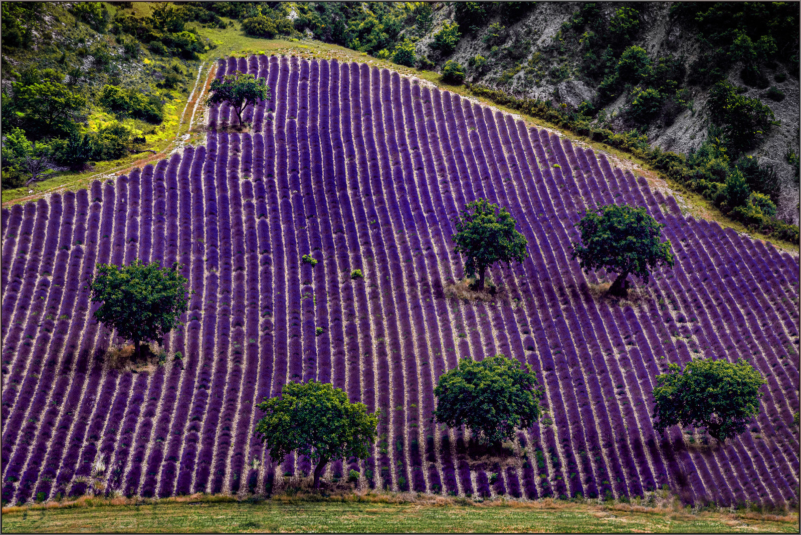 Cordanbau