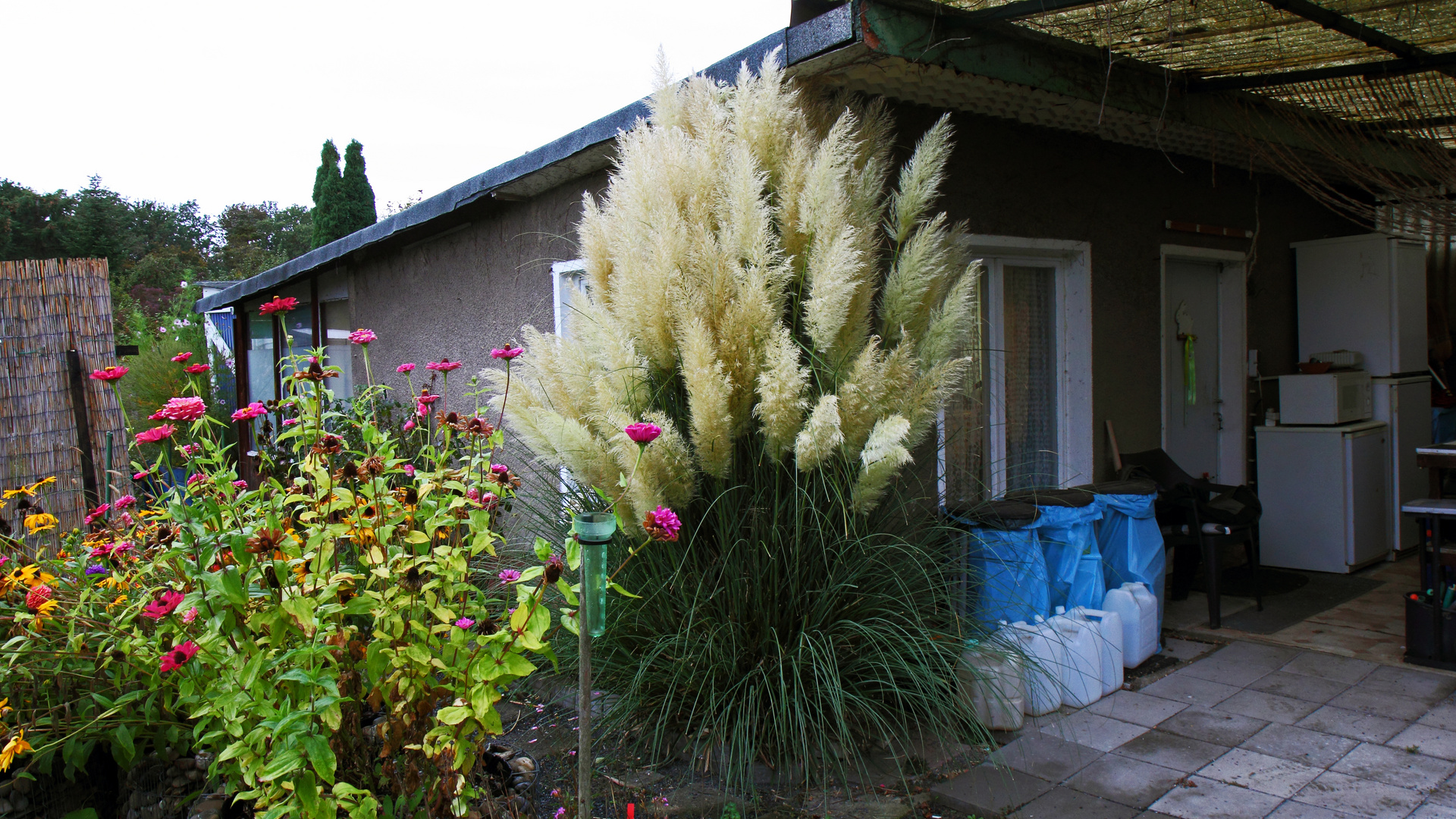 Cordateria selona, das Pampasgras hat zum ersten mal des Dach überragd