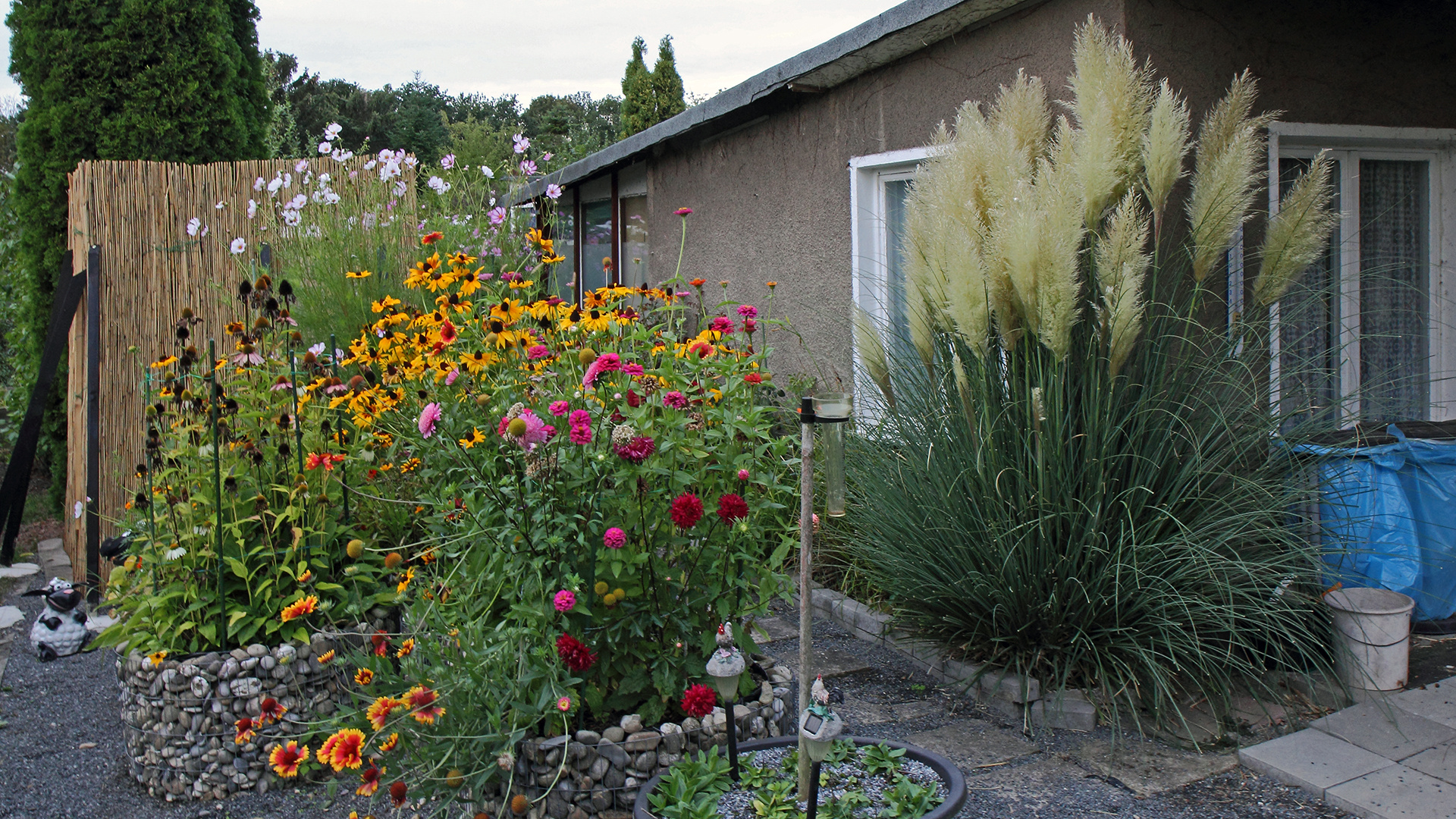 Cordateria selona, das Pampasgras wird immer schöner...