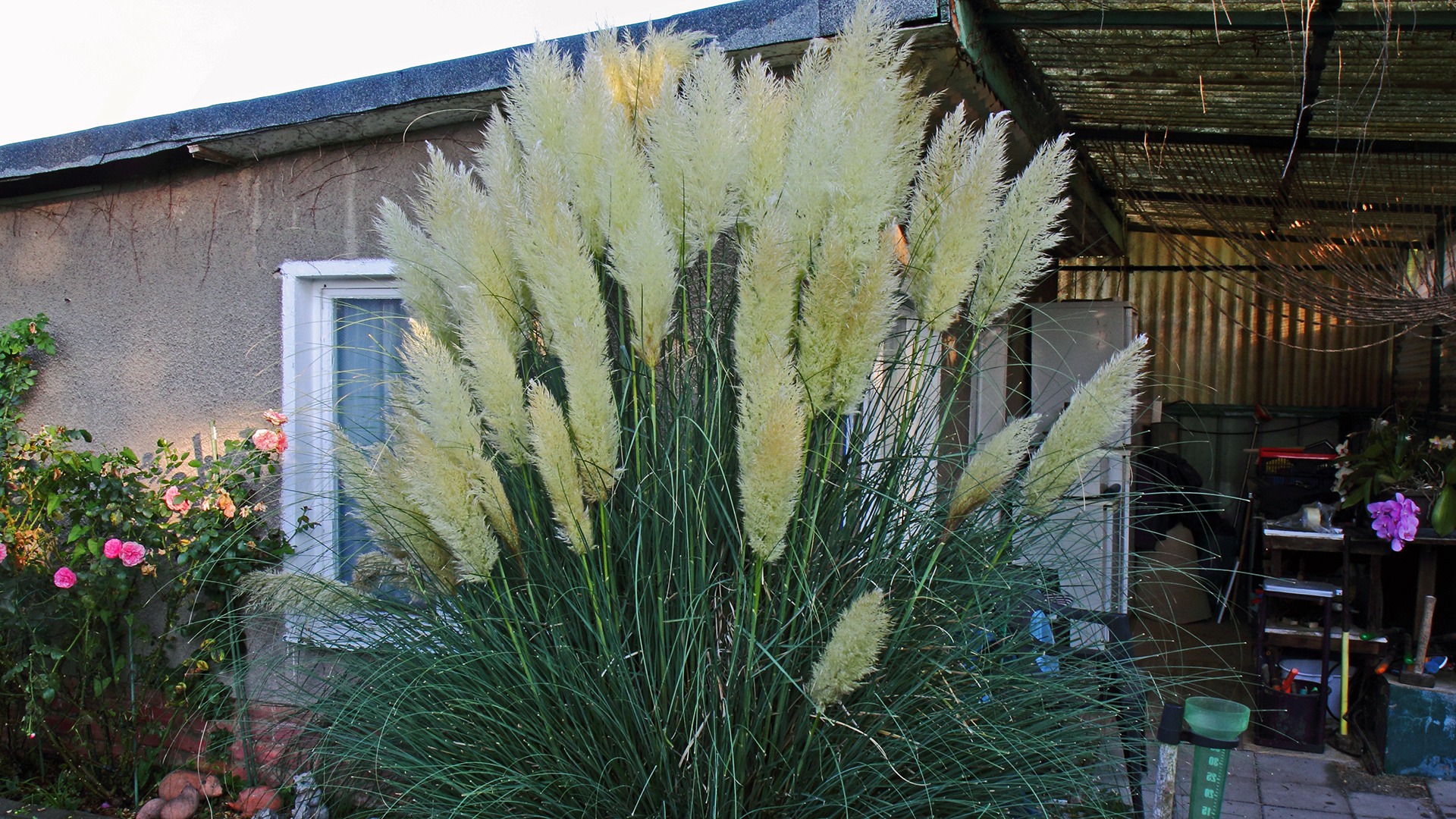 Cordateria selona vom 13.09. 2020...