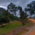 CORDEL DE CÓRDOBA A FUENTE OVEJUNA (Dedica a mi amigo Ernestrux)