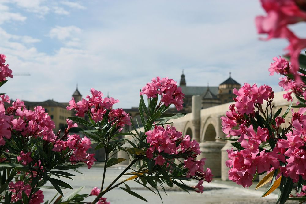 Córdoba