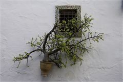 Cordoba´s patios VIII