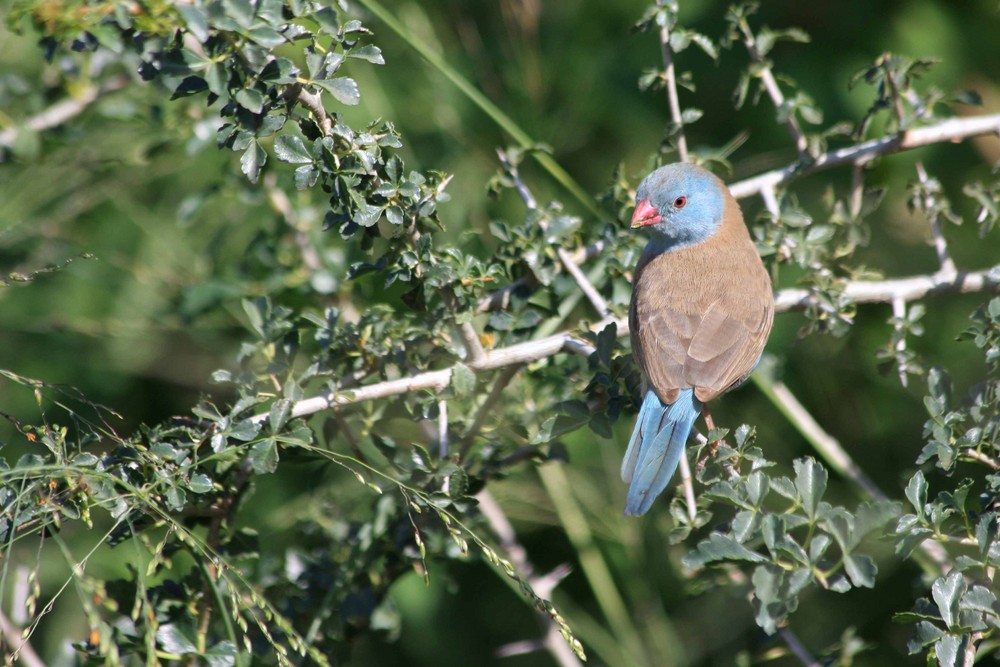 Cordon Bleu (Tanzania)