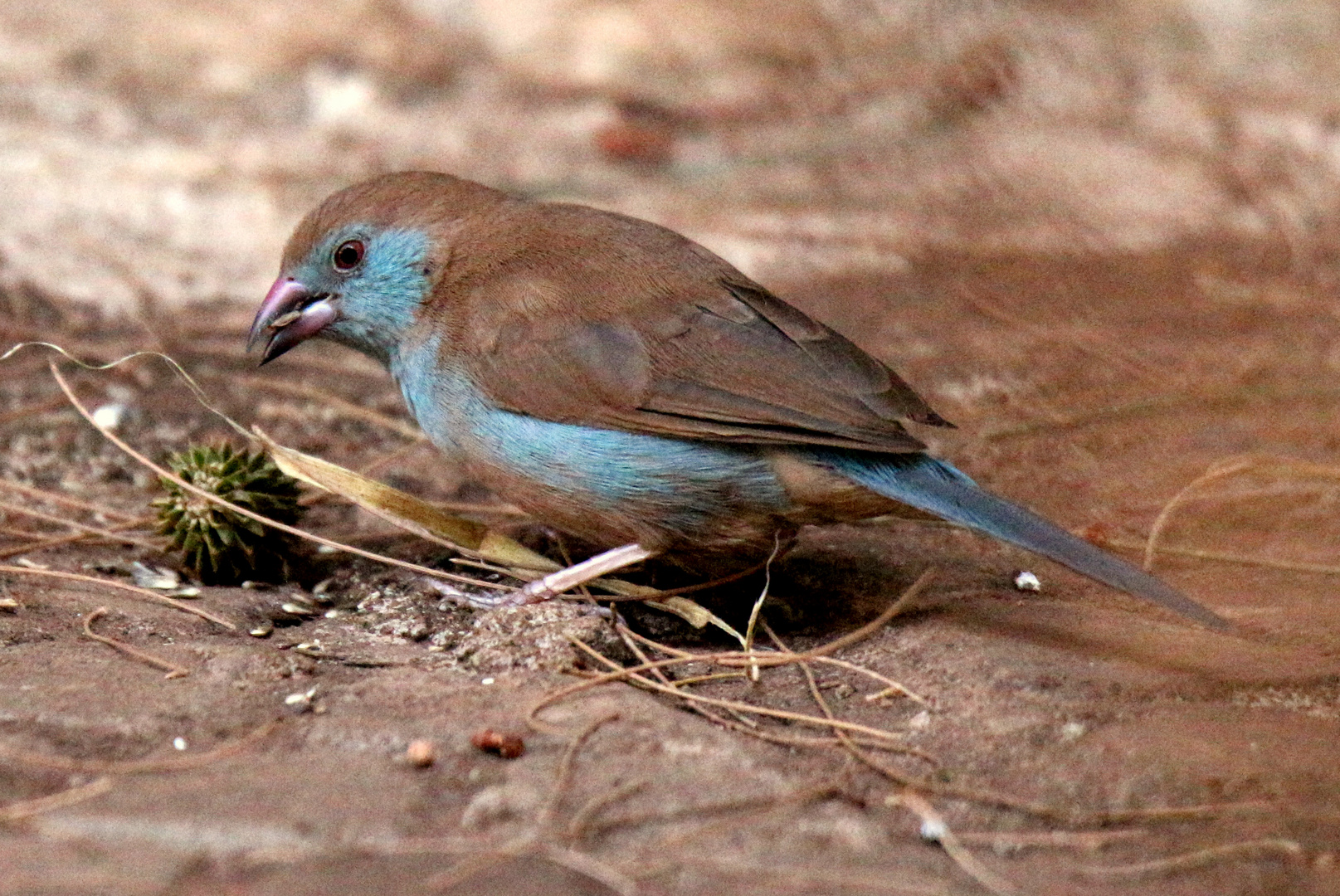 Cordonbleu à joues rouges