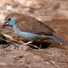 Cordonbleu à joues rouges