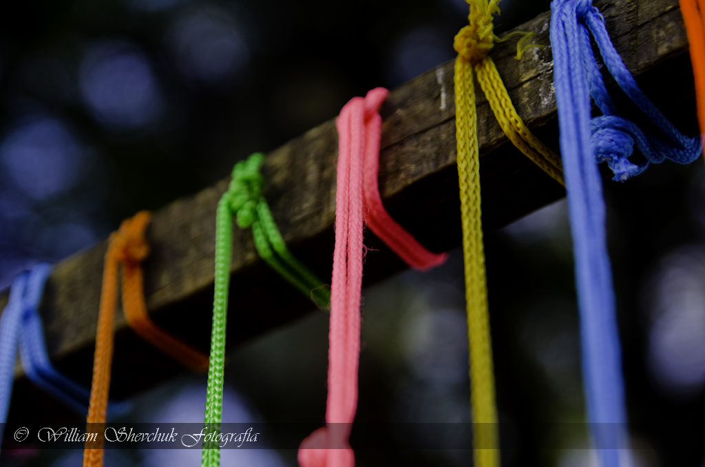 Cordones de color