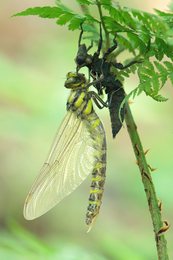 Cordulegaster bidentata