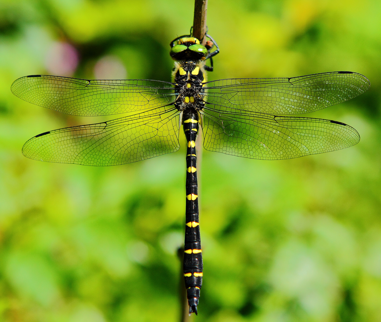 Cordulegaster bidentata