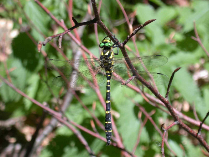 Cordulegaster bidentatus