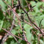 Cordulegaster bidentatus