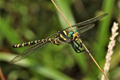 CORDULEGASTER BOLTONI - DIE ZWEIGESTREIFTE QUELLJUNGFER, EIN MÄNNCHEN