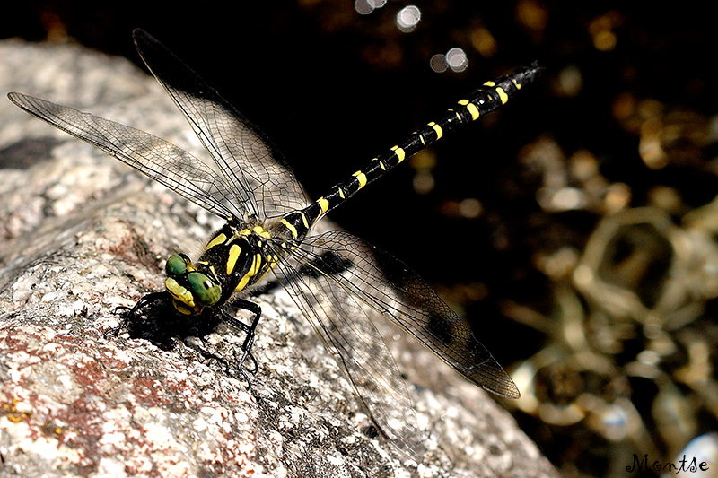 Cordulegaster boltonii