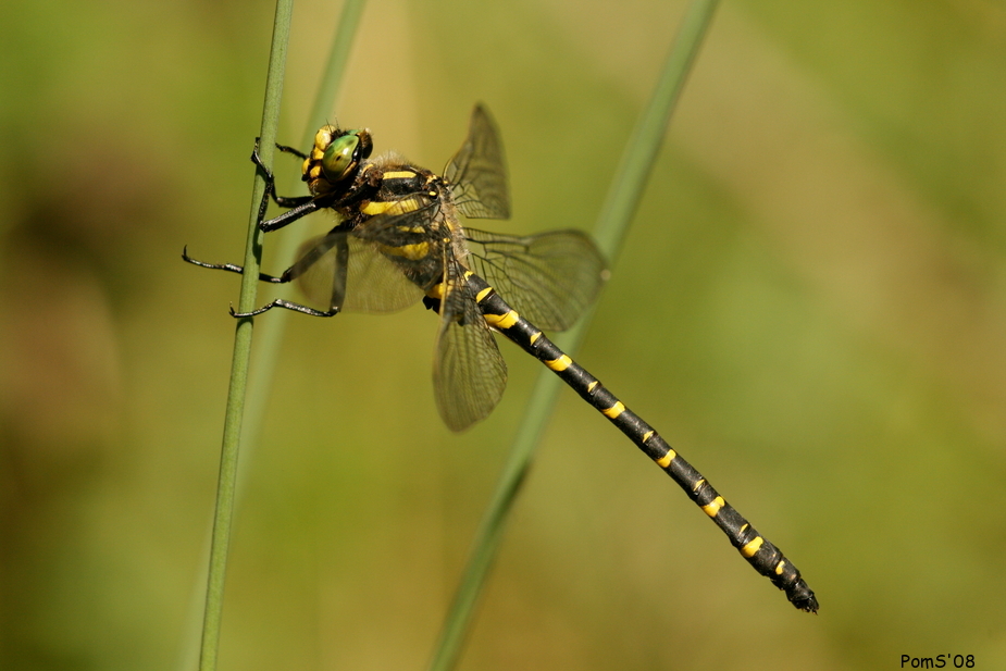 Cordulegaster boltonii