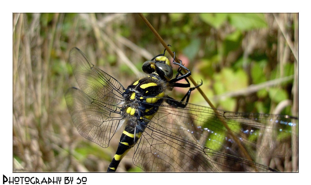 Cordulegaster boltonii - Cardulégastre annelé