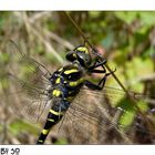 Cordulegaster boltonii - Cardulégastre annelé