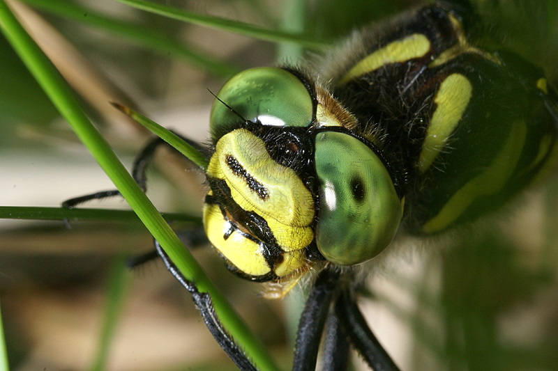 Cordulegaster Boltonii