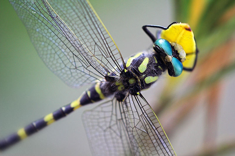 Cordulegaster boltonii