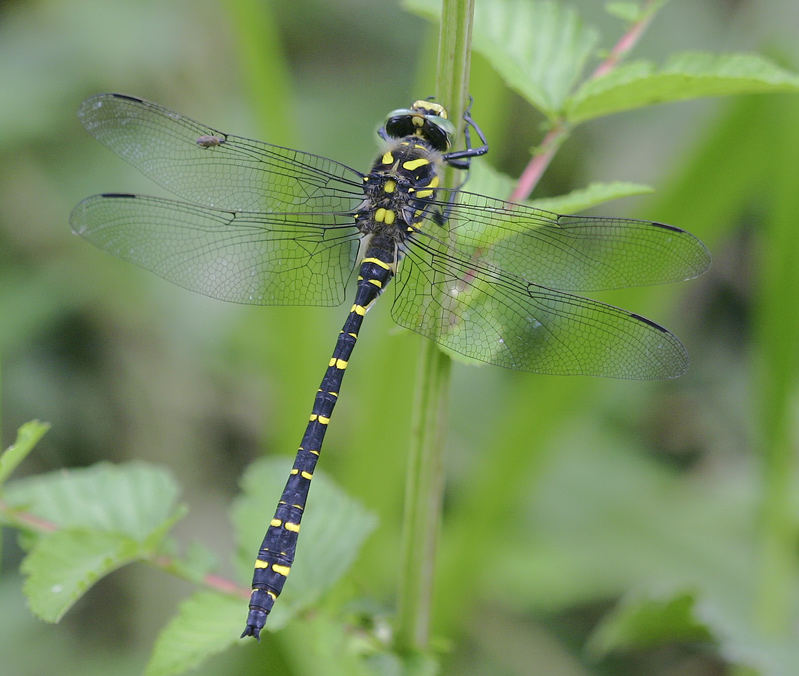 Cordulegaster boltonii