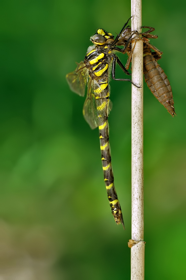 Cordulegaster boltonii