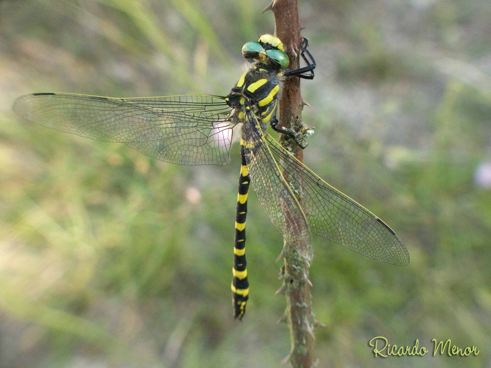 Cordulegaster boltonii (I)