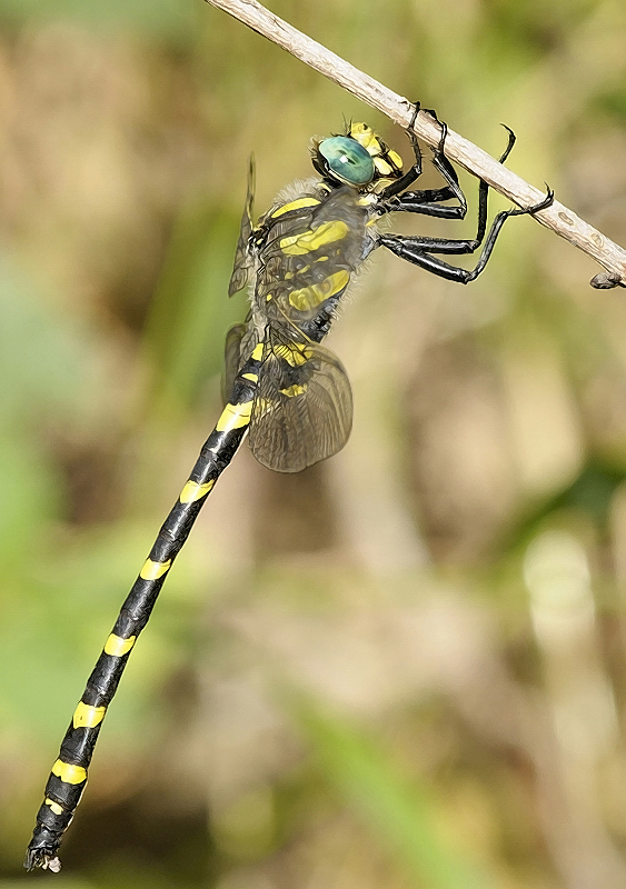 Cordulegaster boltonii inmaculifrons