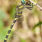 Cordulegaster boltonii inmaculifrons