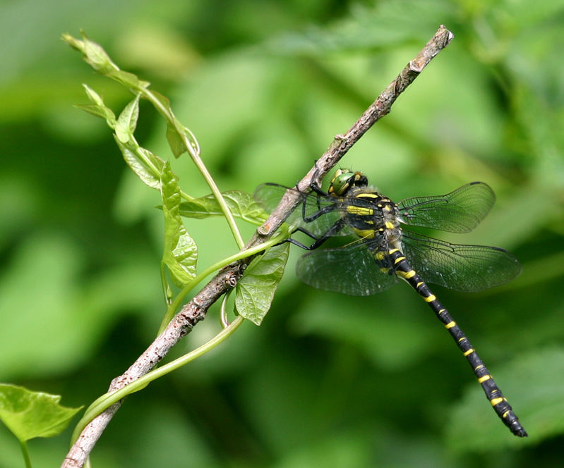 Cordulegaster boltonii male