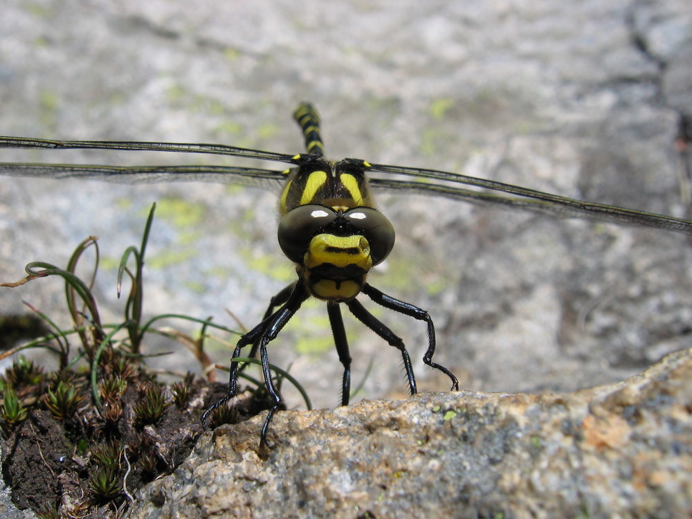 Cordulégastre annelé