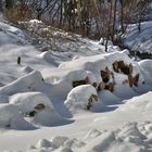 cordwood - Klafterholz