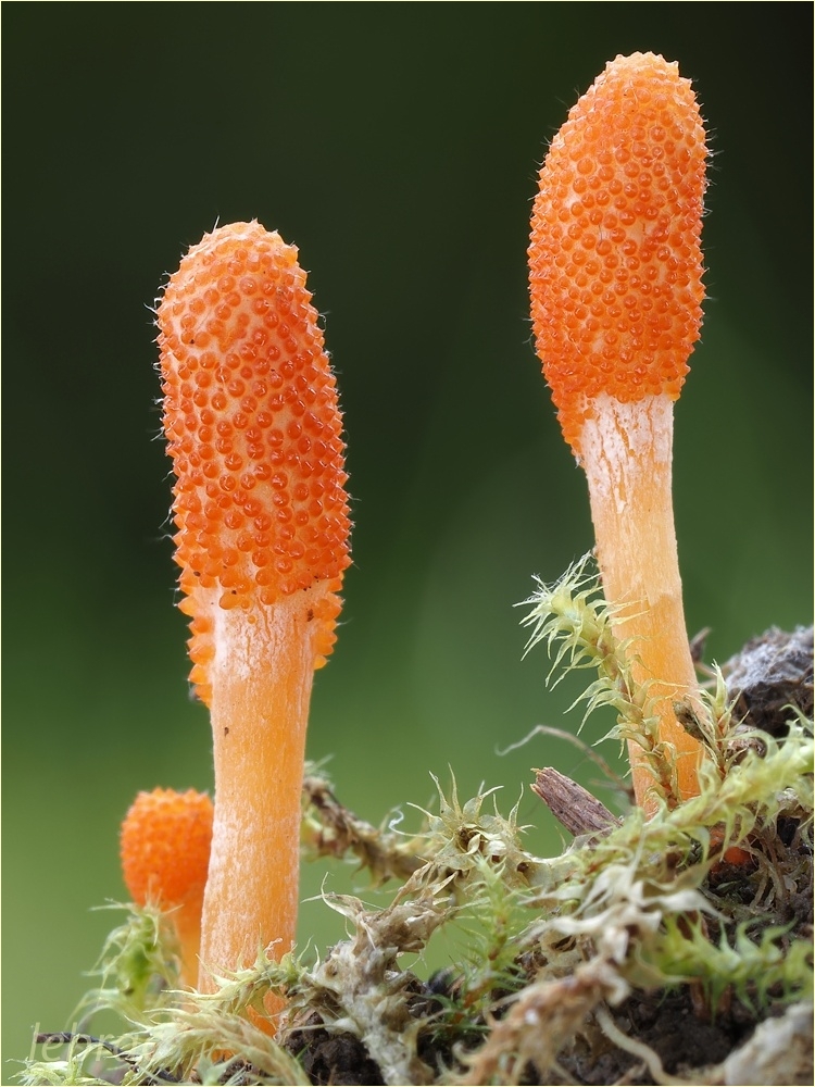 Cordyceps militaris