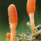 Cordyceps militaris