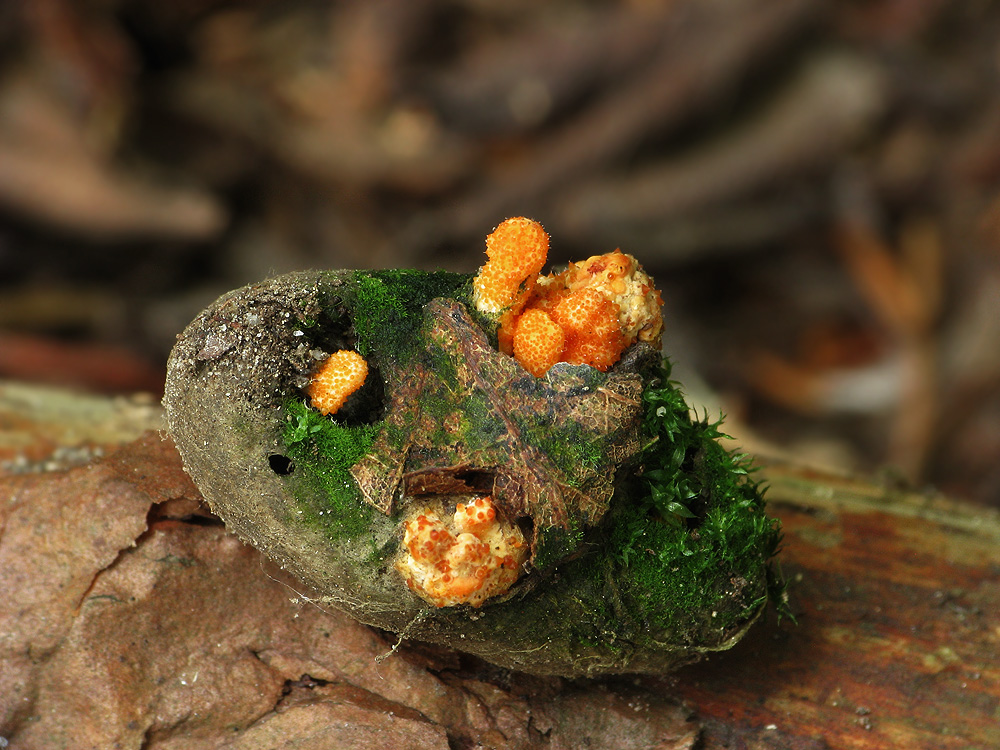 Cordyceps militaris