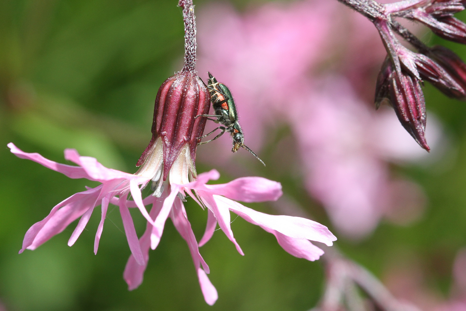 Cordylepherus viridis