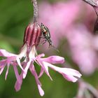 Cordylepherus viridis