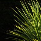 Cordyline – Dracanea Indivisa – Keulenlilie