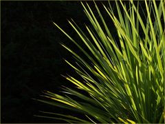 Cordyline – Dracanea Indivisa – Keulenlilie