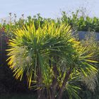 Cordyline en automne