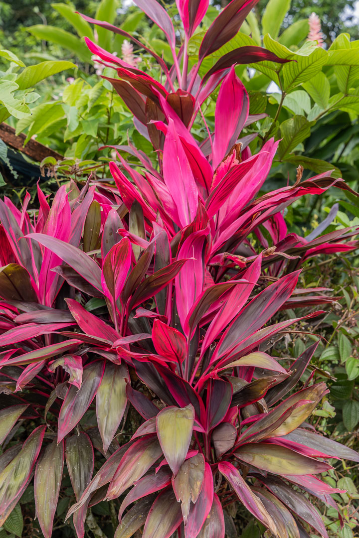 Cordyline fruticosa