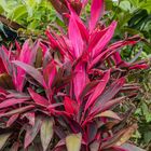 Cordyline fruticosa