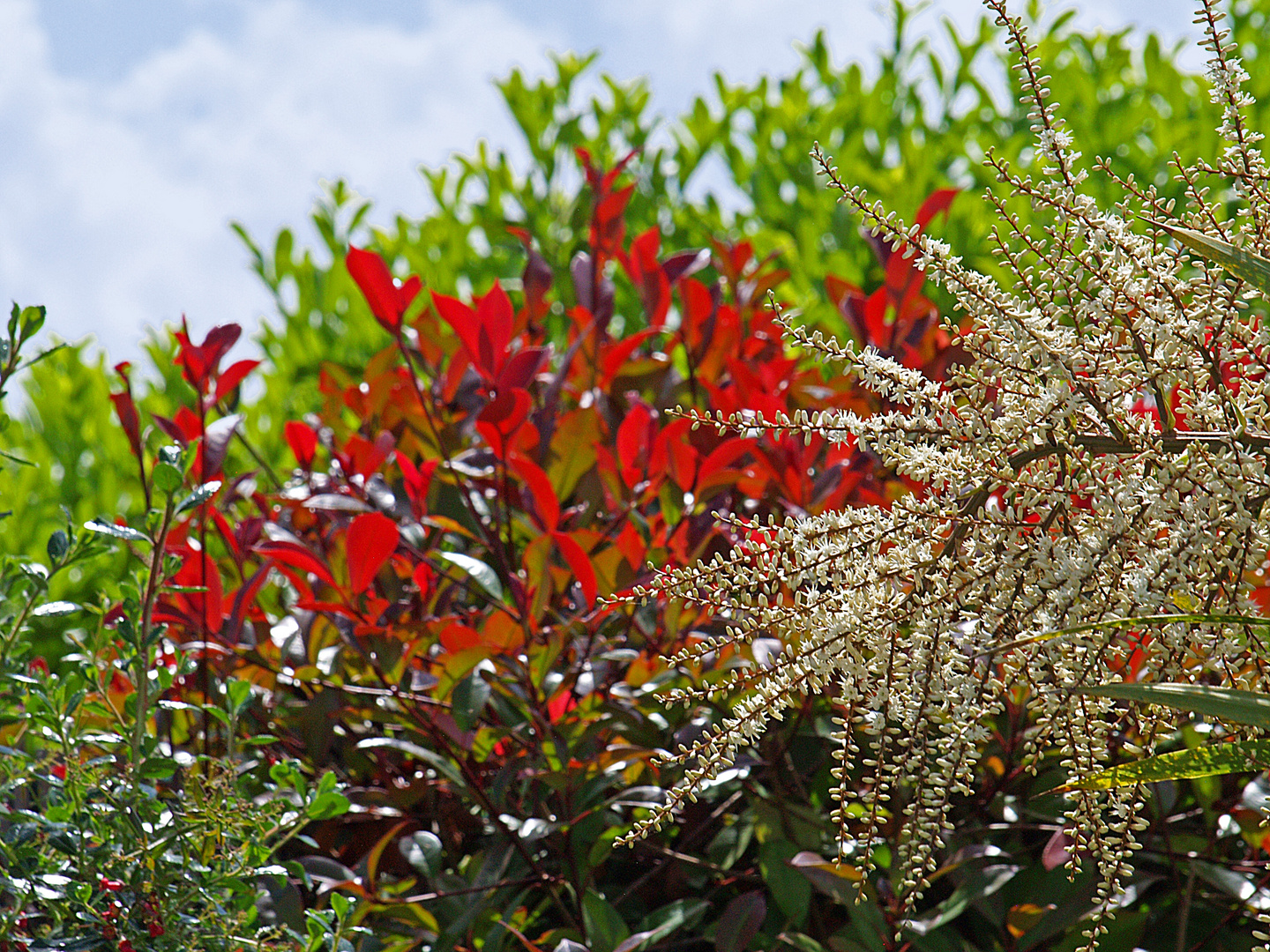 Cordyline, lauriers et photinia