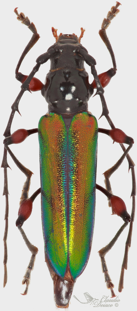 Cordylomera spinicornis (Fabricius, 1775)