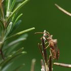 Coreidae (Leaffooted Bugs)