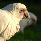 Corella