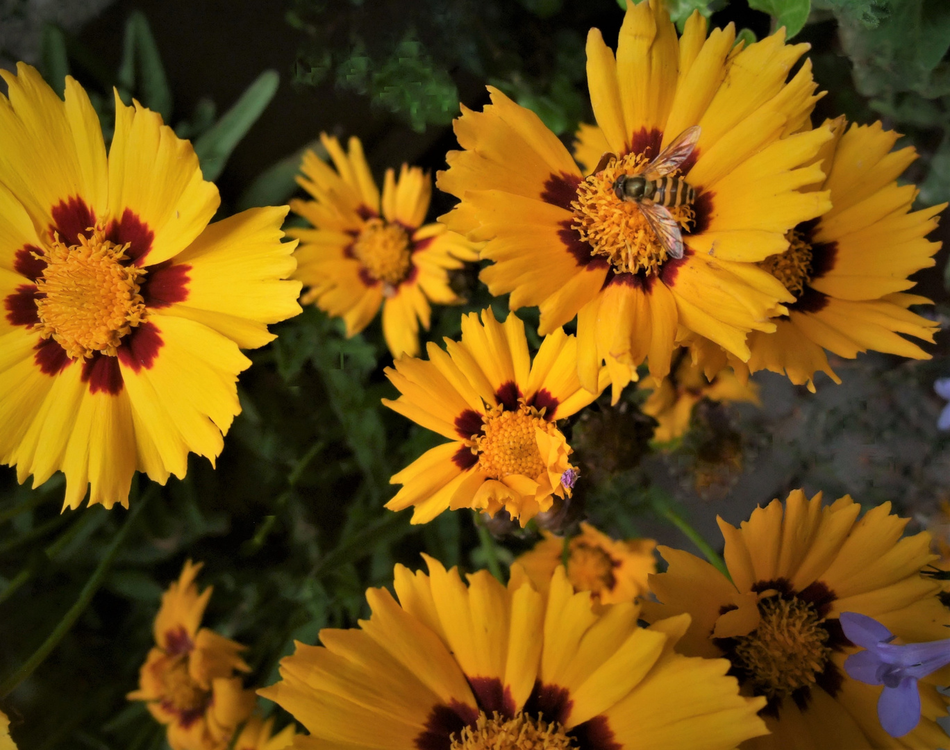 - COREOPSIS -