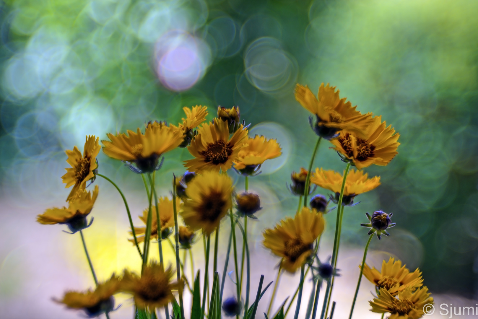 Coreopsis