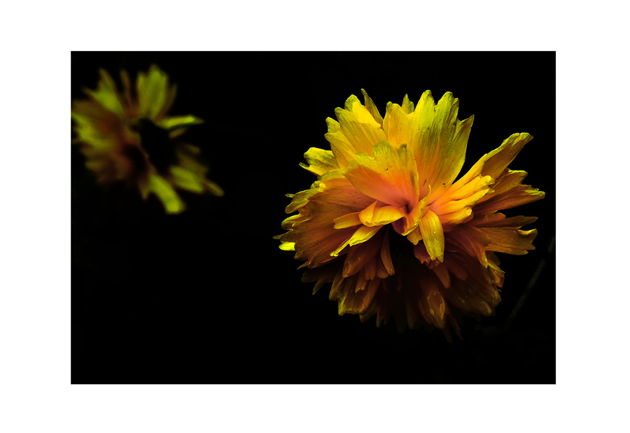 COREOPSIS