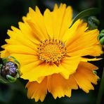 Coreopsis...