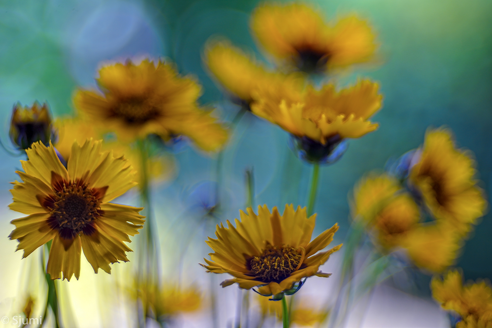 Coreopsis