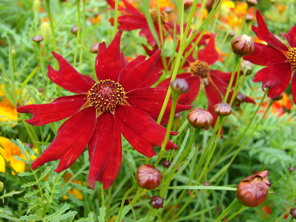 Coreopsis